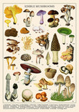 Vintage Mushroom Jigsaw Puzzle 1000 Pieces